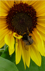 Bee pollinating sunflower